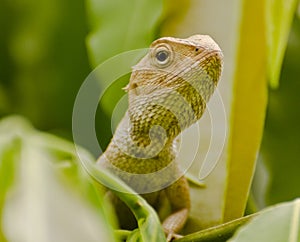 An oriental garden lizard agama