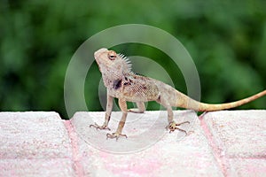 Oriental Garden Lizard amides the nature a chameleon - chamaeleons calyptratus