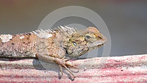 Oriental Garden Lizard Basking Closeup Detail
