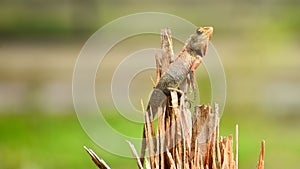 Oriental Garden Lizard or Calotes versicolo reptiles of India Closeup