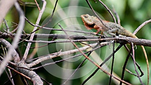 Oriental Garden Lizard or Calotes versicolo reptiles of India Closeup