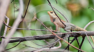 Oriental Garden Lizard or Calotes versicolo reptiles of India Closeup