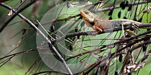 Oriental Garden Lizard or Calotes versicolo reptiles of India Closeup