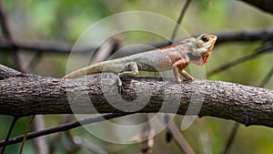 Oriental Garden Lizard or Calotes versicolo reptiles of India Closeup