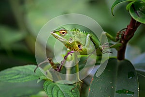 Oriental Garden Lizard - Calotes versicolor