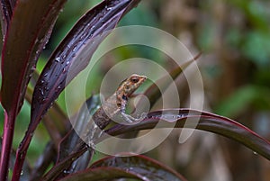 Oriental garden lizard (Calotes versicolor )