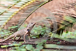 Oriental Garden Lizard Calotes versicolor