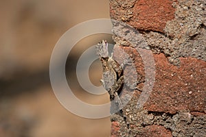 Oriental garden lizard, Calotes versicolor