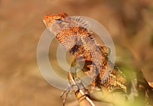 oriental garden lizard (Calotes versicolor)
