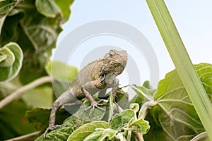 Oriental Garden Lizard - Calotes Versicolor