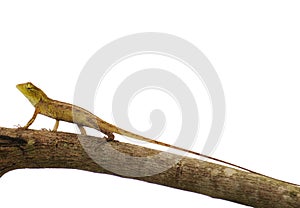 Oriental Garden Lizard or Calotes Versicolor photo