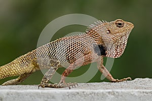 Oriental Garden Lizard Calotes versicolor Close-Up.