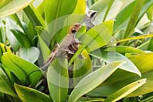 Oriental Garden Lizard - Calotes versicolor