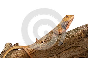Oriental Garden Lizard - Calotes versicolor or eastern garden lizard, bloodsucker or changeable lizard is an agamid lizard found