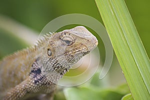 Oriental Garden Lizard - Calotes Versicolor - Macro