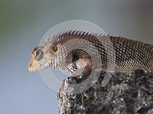 Oriental Garden Lizard Calotes versicolor Male