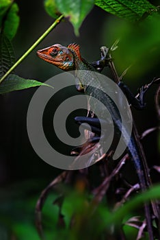 Oriental Garden Lizard - Calotes versicolor