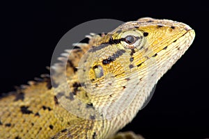 Oriental garden lizard Calotes versicolor