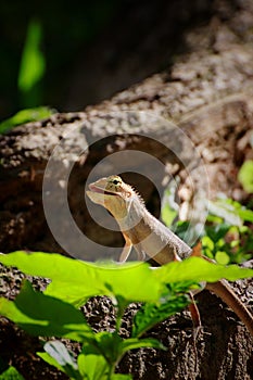 Oriental garden lizard Calotes versicolor