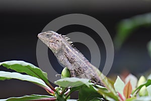An oriental garden lizard (Calotes versicolor) perched on a bush