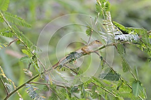 Oriental Garden Lizard - Calotes versicolor reptile.