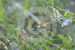 Oriental Garden Lizard - Calotes versicolor reptile.