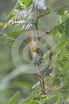 Oriental Garden Lizard - Calotes versicolor reptile.