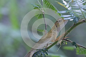 Oriental Garden Lizard - Calotes versicolor reptile.