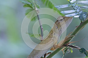 Oriental Garden Lizard - Calotes versicolor reptile.