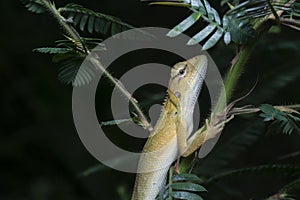 Oriental Garden Lizard - Calotes versicolor reptile.