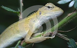 Oriental Garden Lizard - Calotes versicolor reptile.