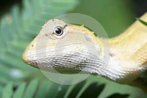 Oriental Garden Lizard - Calotes versicolor reptile.