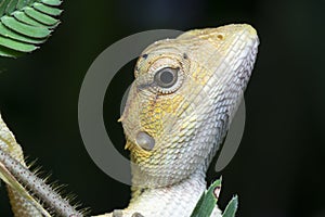 Oriental Garden Lizard - Calotes versicolor reptile.