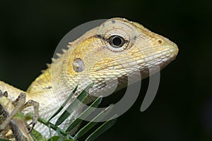 Oriental Garden Lizard - Calotes versicolor reptile.