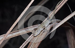 Oriental Garden Lizard - Calotes versicolor reptile.