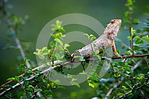 Oriental garden lizard Calotes versicolor sitting on a bush and warming up. Wild lizard in Udawalawe National Park