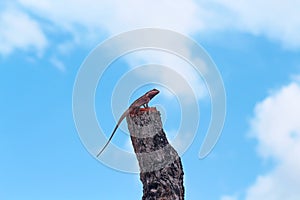 Oriental garden lizard or Calotes versicolor sitting on a tree trunk on bright blue sky background