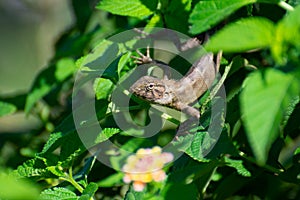Oriental garden lizard Calotes versicolor  Subadult