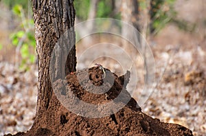 Oriental garden lizard Calotes versicolor on termite mound