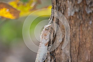 Oriental Garden Lizard Calotes versicolor on the tree