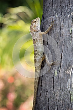 Oriental Garden Lizard (Calotes versicolor) at a tree