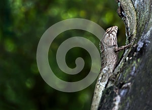 Oriental garden lizard or Calotes versicolor on the wood in trop