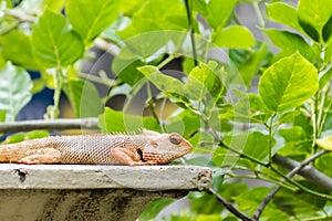 Oriental Garden Lizard captured on a wall surrounded by bright green leaves