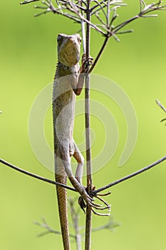 Oriental garden lizard (Chameleon) 1