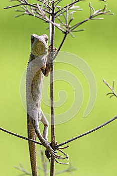 Oriental garden lizard (Chameleon) 4