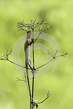 Oriental garden lizard (Chameleon) 5