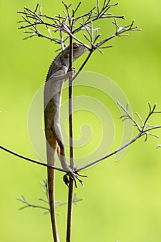 Oriental garden lizard (Chameleon) 7