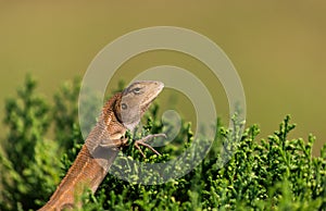 Oriental garden lizard (Chameleon) photo