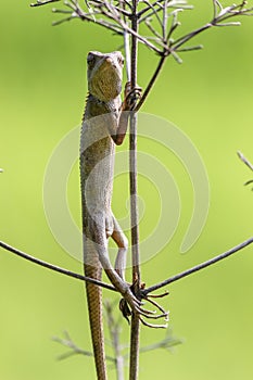 Oriental garden lizard (Chameleon) 1 photo