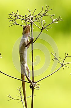 Oriental garden lizard (Chameleon) 3